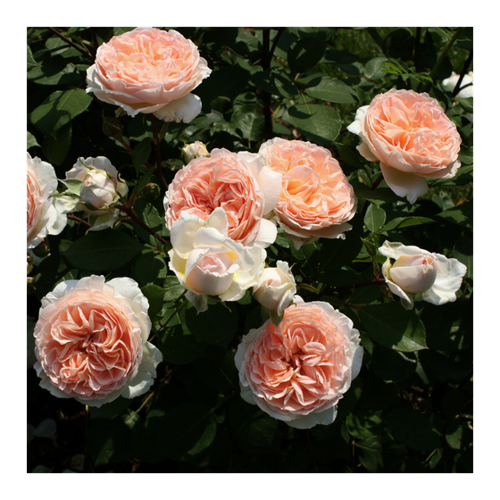 Bild von KORDES ROSEN Beetrose, Rosa »Märchenzauber®« – Ein Gartentraum in Apricot