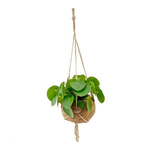 Bild von Exotenherz Kokodama Glückstaler im Xlkokodamagefäß