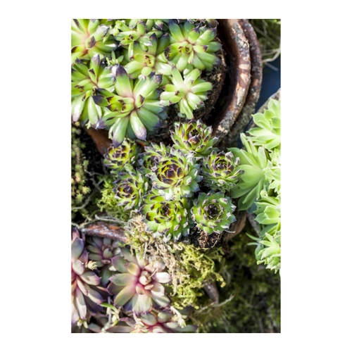 Bild von toom Hauswurz grünlaubig 10,5 cm Topf 4er-Set