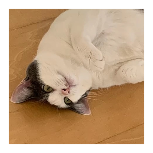 Bild von Asics Noosa Tri 16 Herren Laufschuhe: Leistungsstark und stilvoll