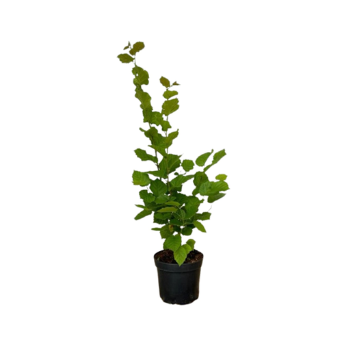 Bild von Baumfink Haselnuss als Topfpflanze 40-60cm
