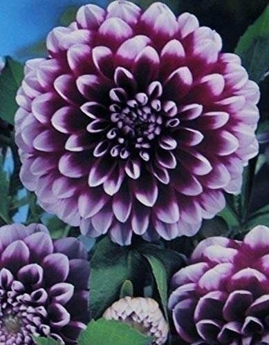 Bild von Schmuck-Dahlie Edinburgh Knolle - Blumenzwiebeln für eine farbenfrohe Beet- und Kübelbepflanzung