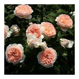 Bild von KORDES ROSEN Beetrose, Rosa »Märchenzauber®« – Ein Gartentraum in Apricot