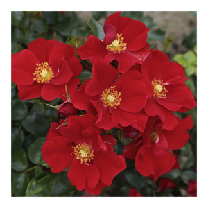 Bild von KORDES ROSEN Kleinstrauchrose, Rosa »Alexander von Humboldt«