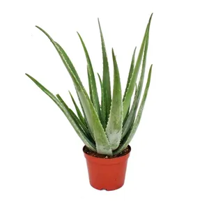 Bild von Exotenherz - 3er Set Aloe Vera - Pflegeleichte Wüstenpflanze