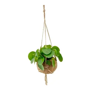 Bild von Exotenherz Kokodama Glückstaler im Xlkokodamagefäß