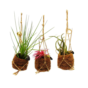 Bild von Exotenherz Kokodama Set – Die Natur als Kunstwerk für Ihr Zuhause