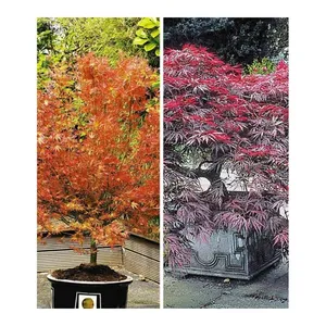 Bild von Baldur-Garten Japanische Ahorn-Kollektion winterhart 2 Pflanzen im Mix Acer palmatum (H-3195)