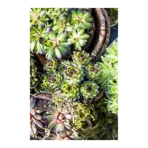 Bild von toom Hauswurz grünlaubig 10,5 cm Topf 4er-Set